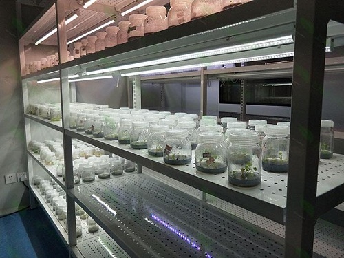 江海植物组织培养实验室设计建设方案